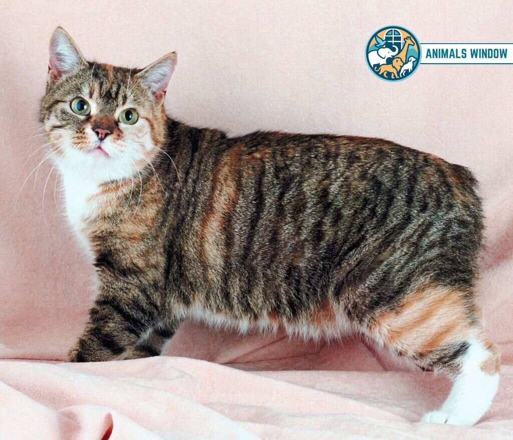 Manx Cat Animal Without Tail