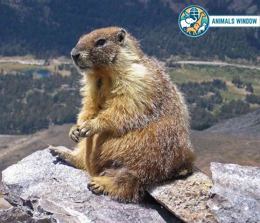 Marmot Animal That Look Like Beavers