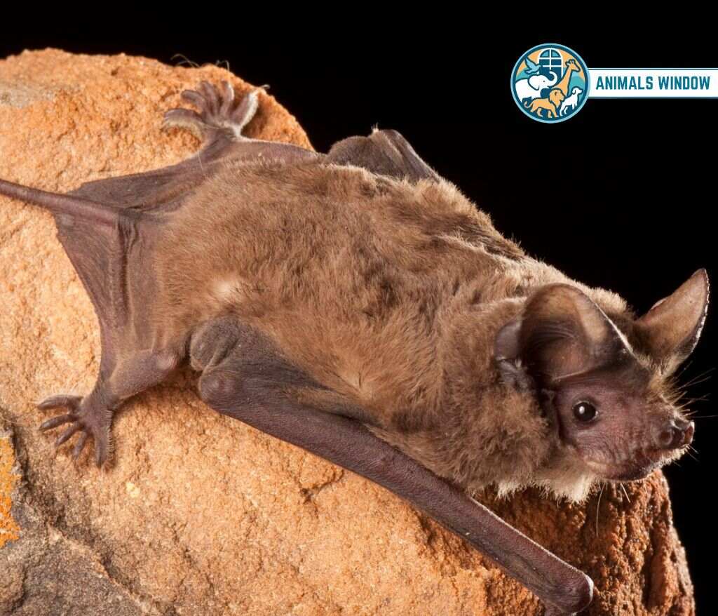 Mexican Free-tailed Bat Migrating Animal