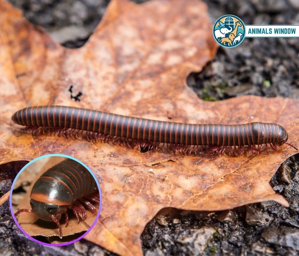 Millipede Quiet Animal