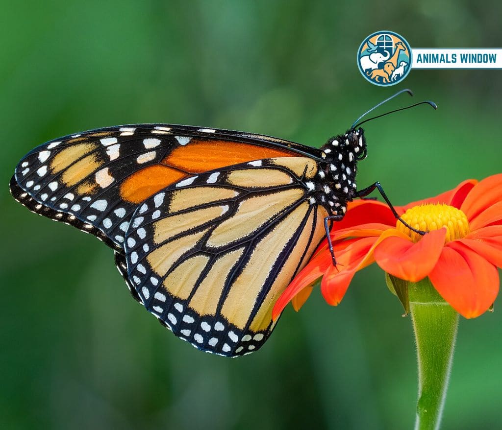 Monarch Butterfly Animal That Migrate in the World