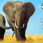 Most 25 Heaviest Animals in the World (With Pictures and Facts)