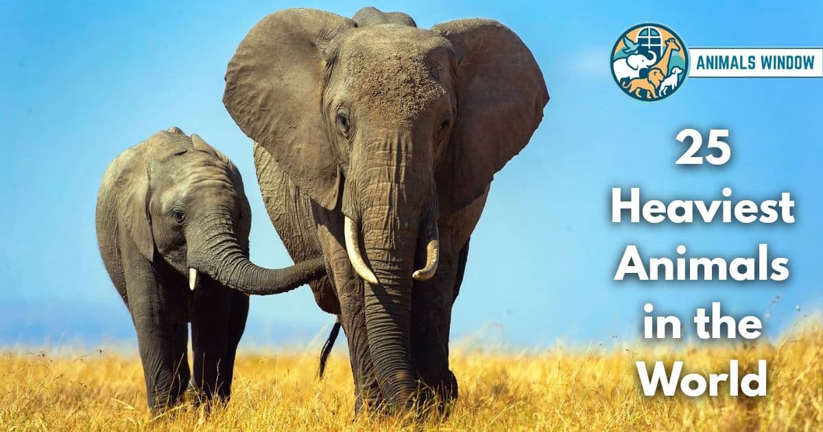 Most 25 Heaviest Animals in the World (With Pictures and Facts)