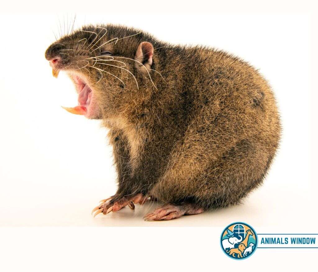 Mountain Beaver Animal That Look Like Beavers