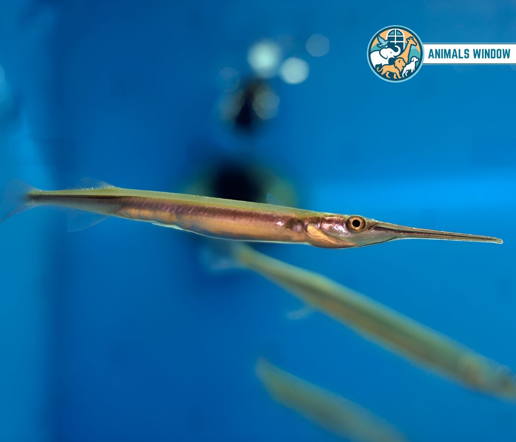 Needlefish Skinniest Animal
