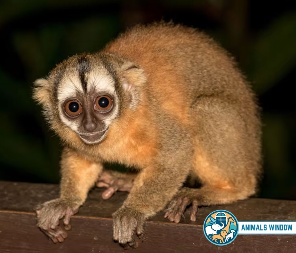 Night Monkey with large round eyes on a wooden ledge - Small monkey breed.