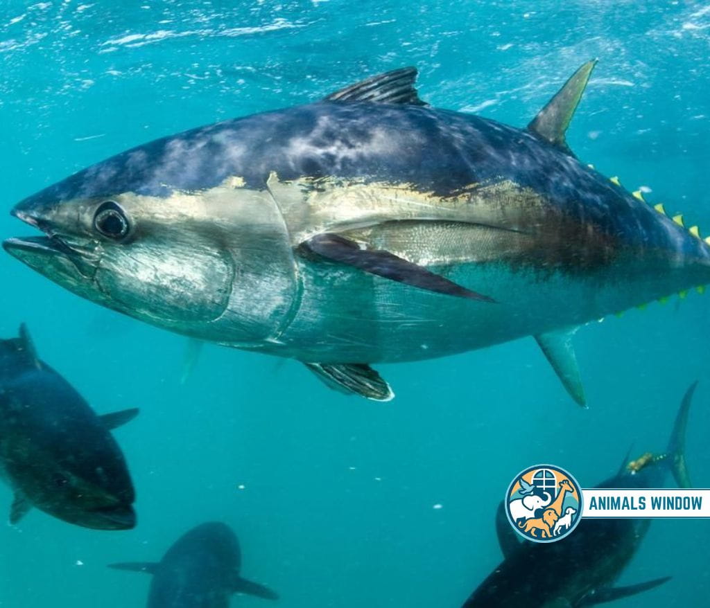 Northern Bluefin Tuna Migrating Animal