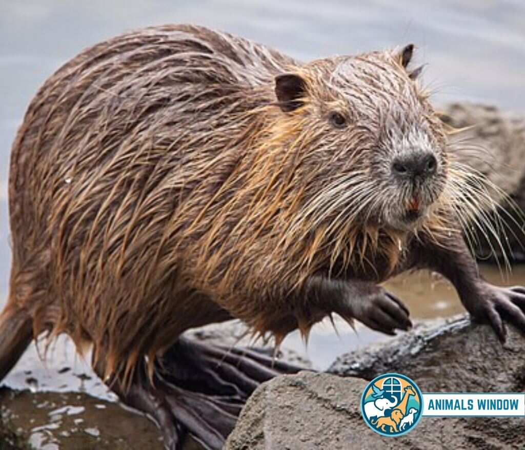 Nutria Animal That Look Like Beavers