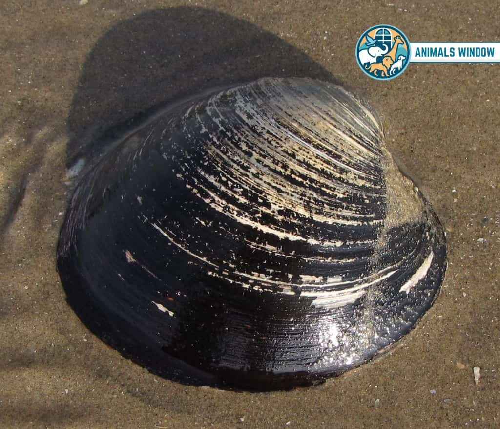 Ocean Quahog Clam Quiet Animal