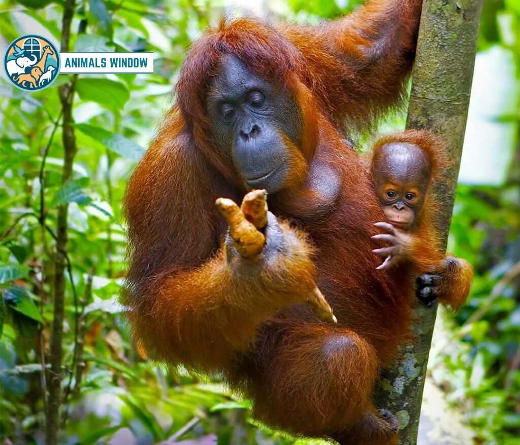 Orangutan Animal Without Tail