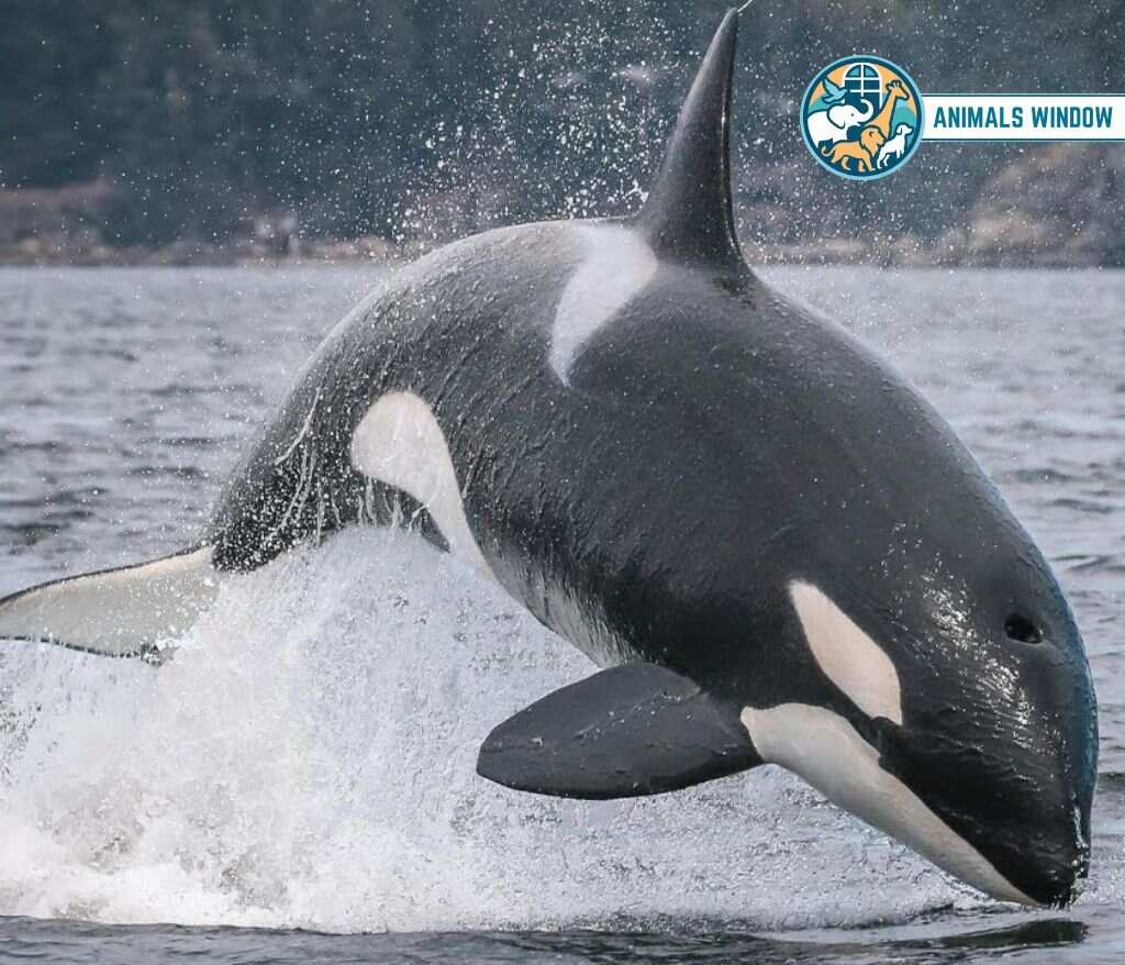 Orca (Killer Whale) Heaviest Animal