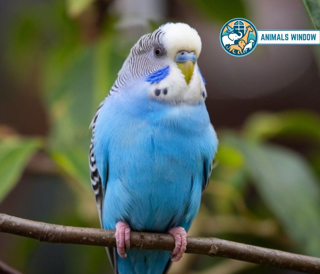 Parakeet (Budgie) Energetic Animal in the world
