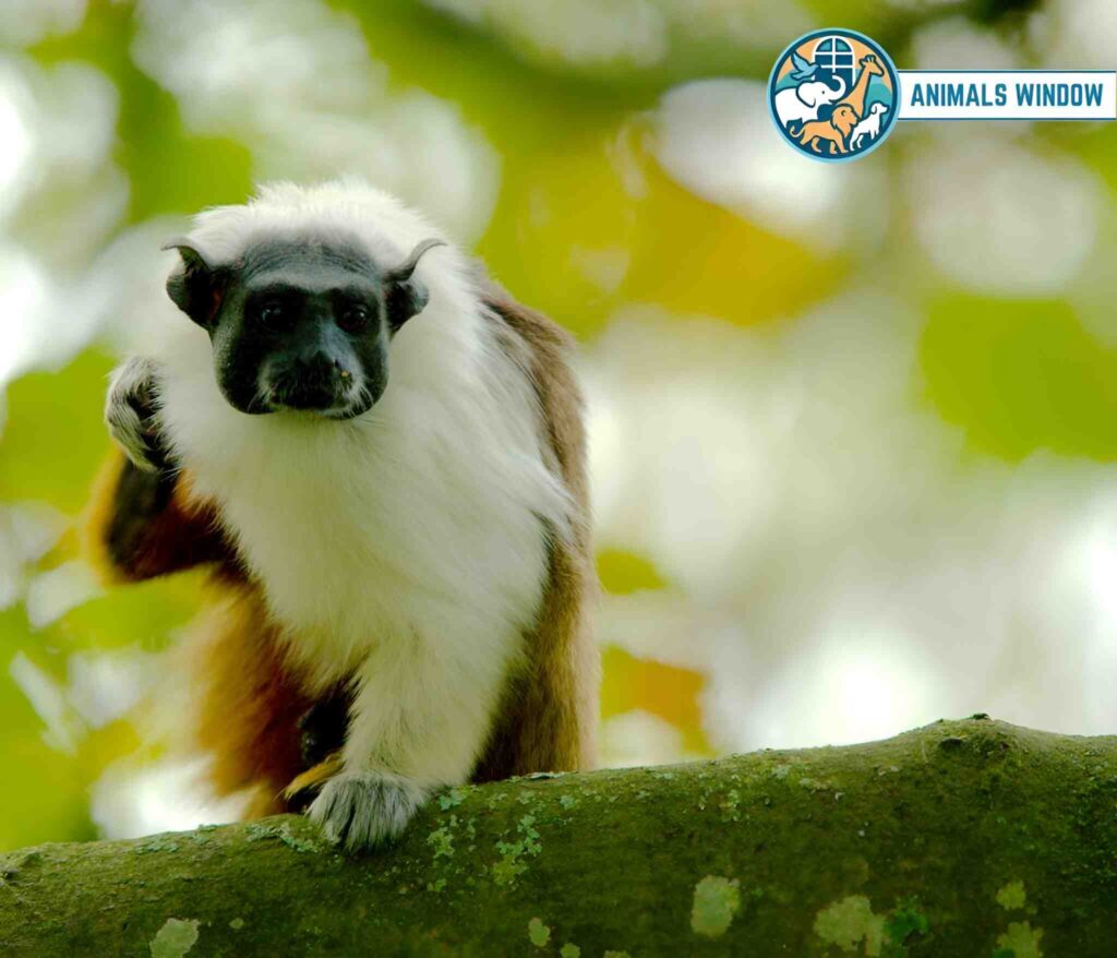 Pied Tamarin with white neck fur on a mossy branch - Small monkey breed.