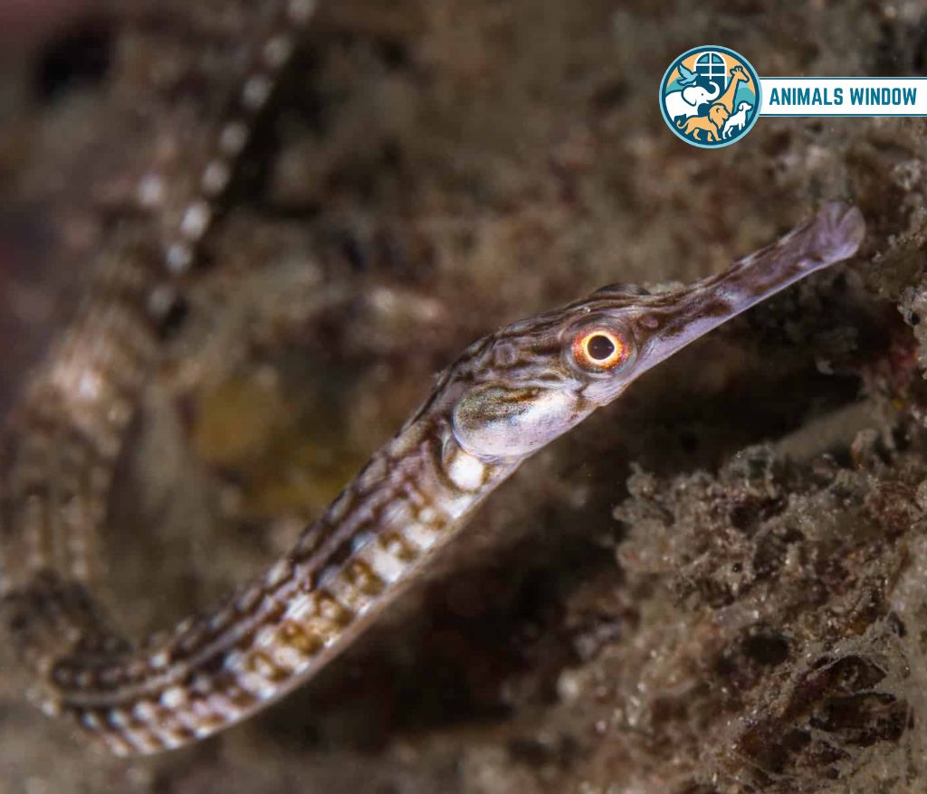 Pipefish Skinny Animals