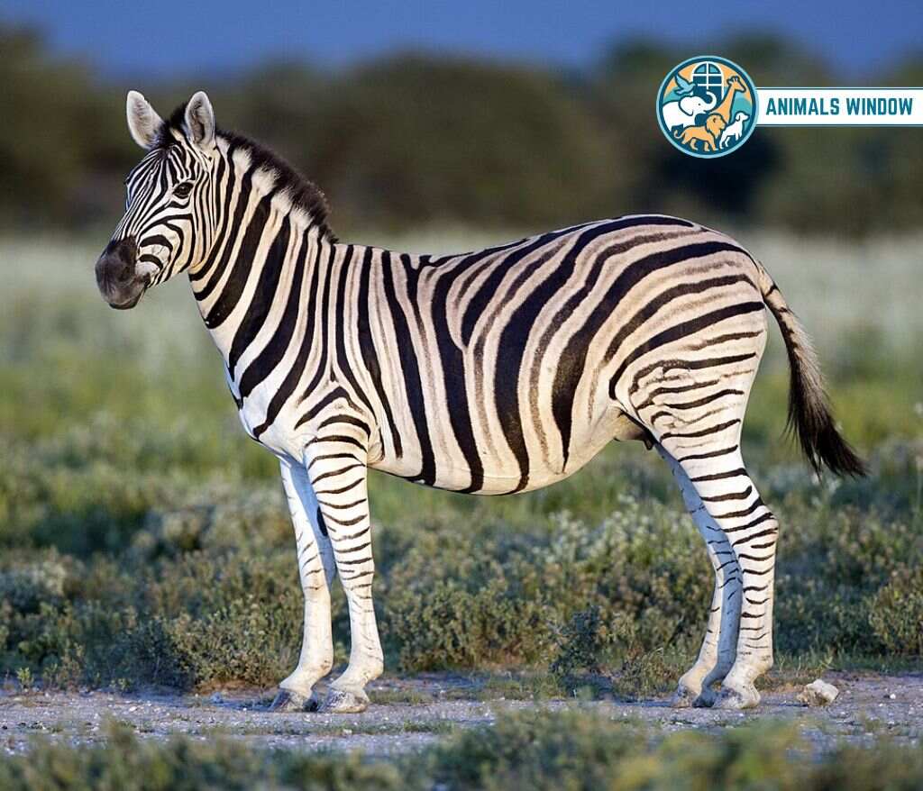 Plains Zebra Animal That Migrate in the World