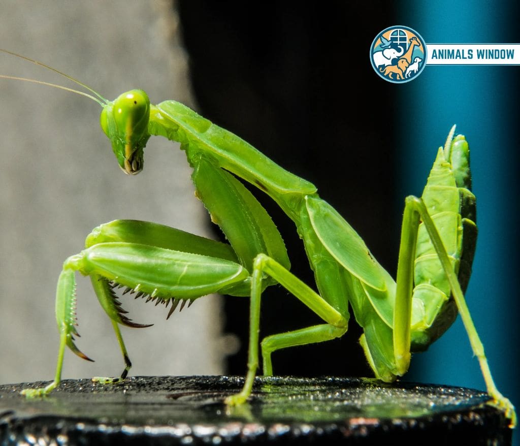 Praying Mantis Skinny Animal