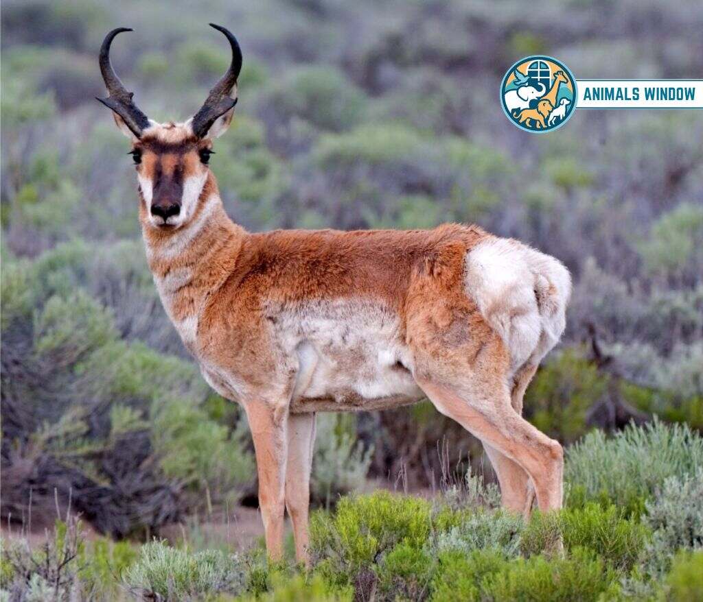 Pronghorn Animal That Migrate