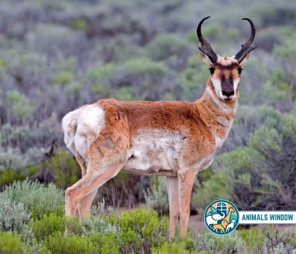 Pronghorn Antelope Energetic Animal in the world