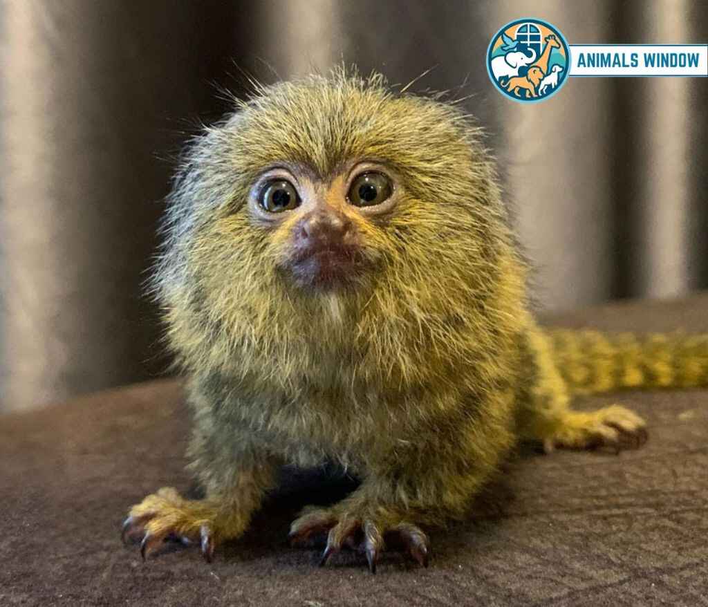 Fluffy Pygmy Marmoset with large eyes - Small monkey breed