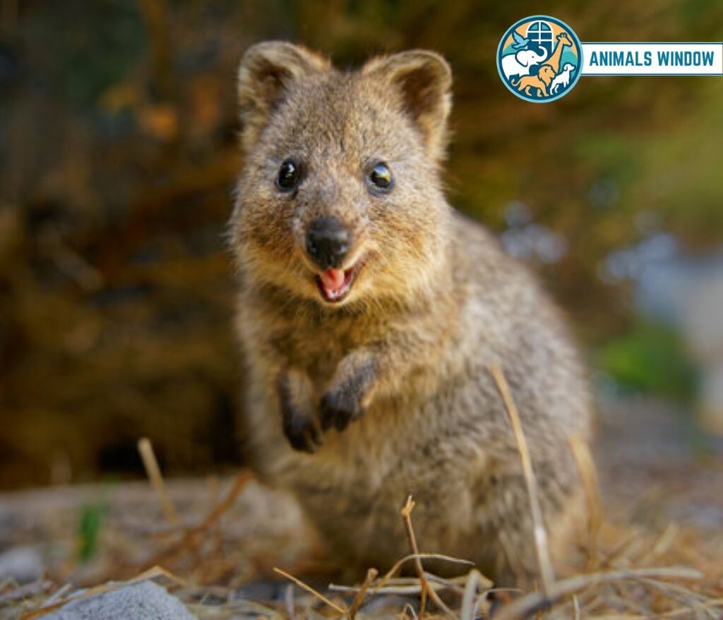 Quokka Animal That Look Like Beavers