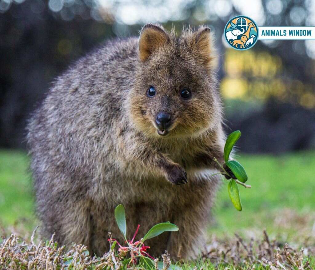 Quokka Animals Without Tails