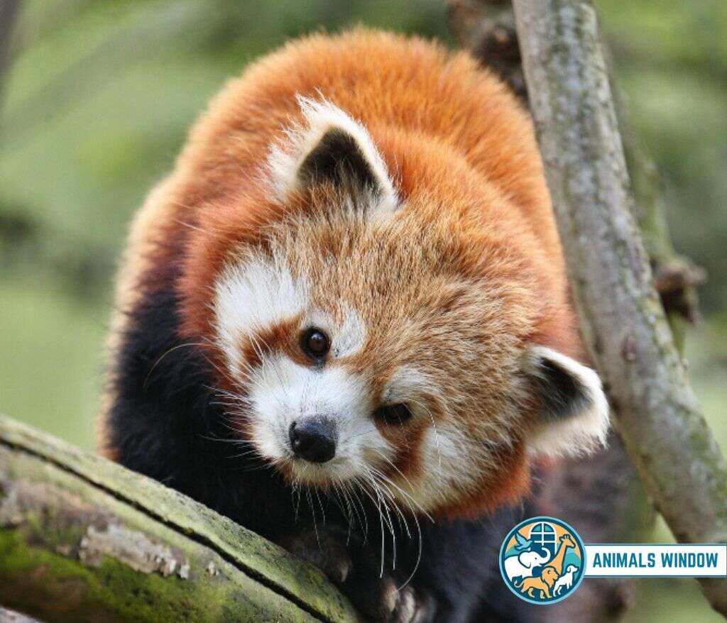 Red Panda Energetic Animal in the world