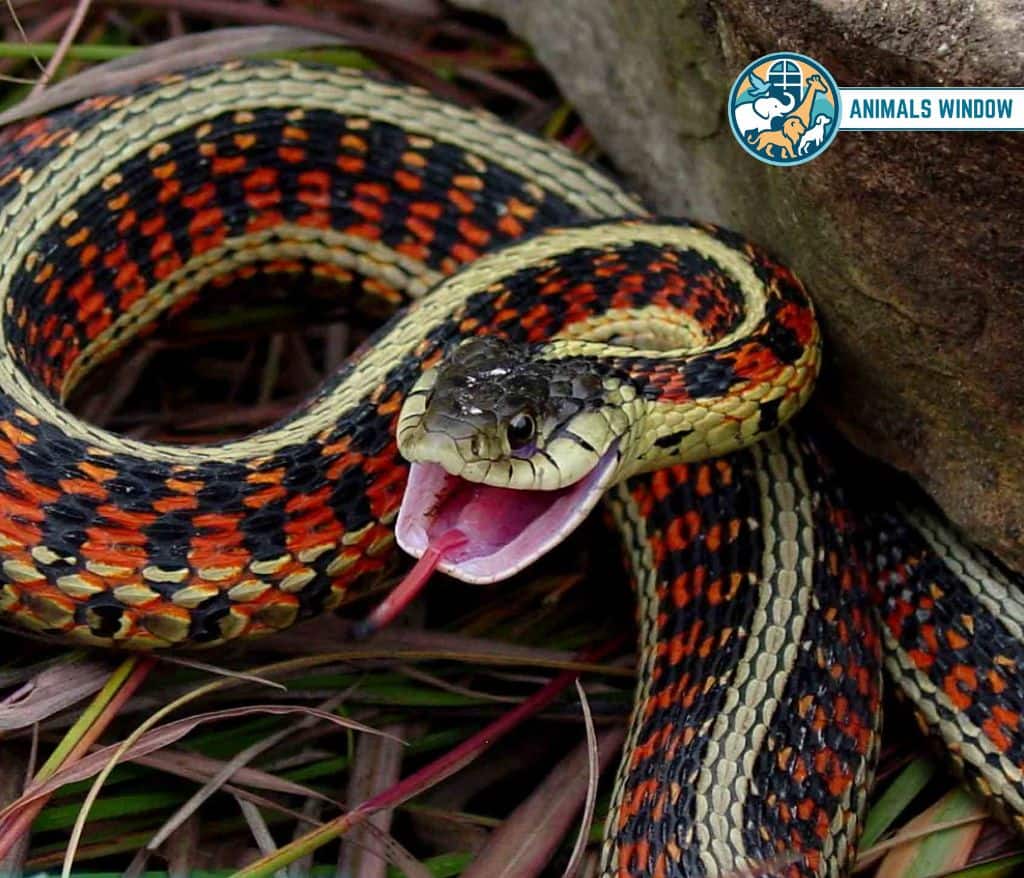Red-sided Garter Snake Migrating Animal