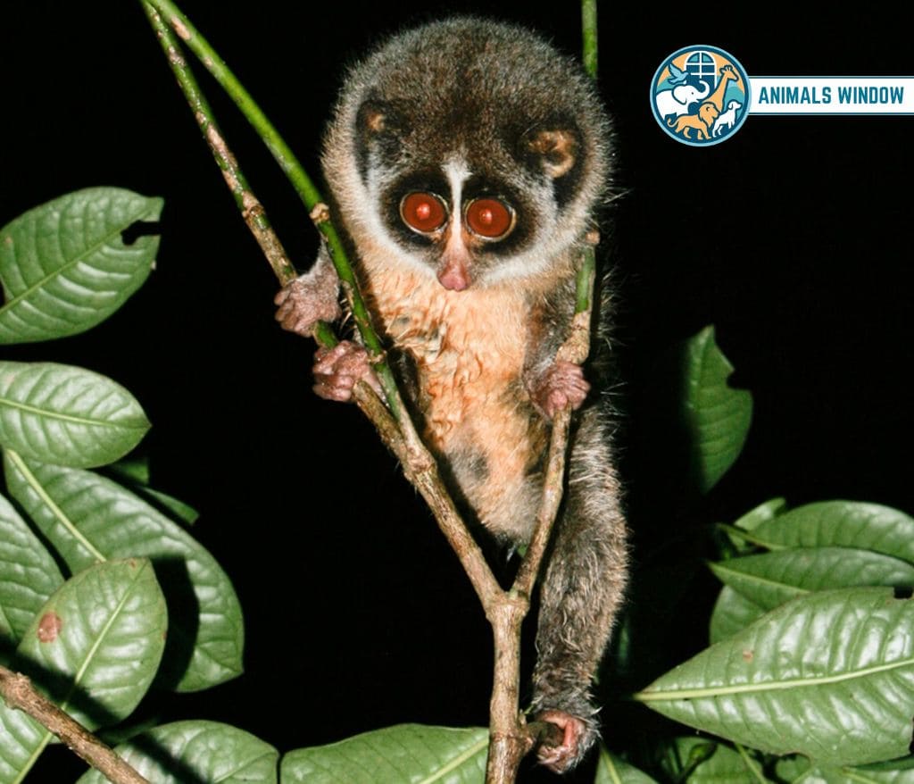 Red Slender Loris Skinny Animal