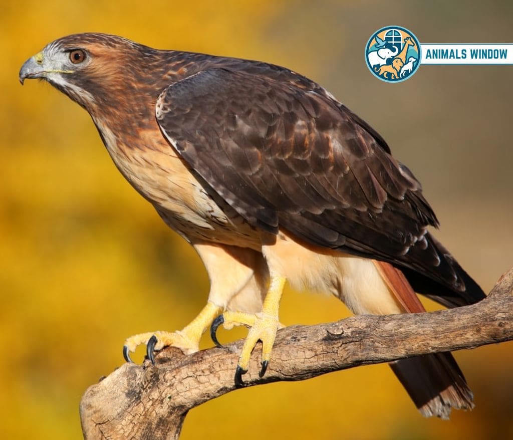 Red-tailed Hawk Animal That Migrate