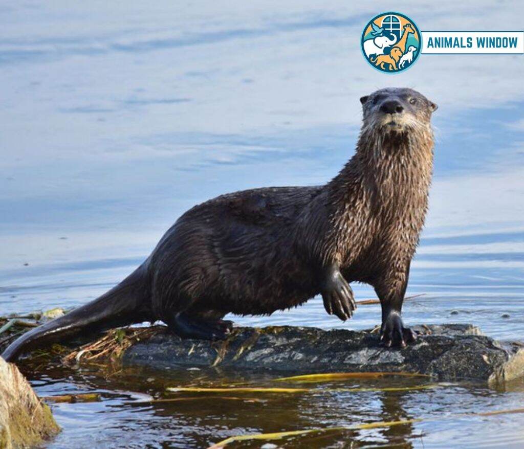 River Otter Animal That Look Like Beavers
