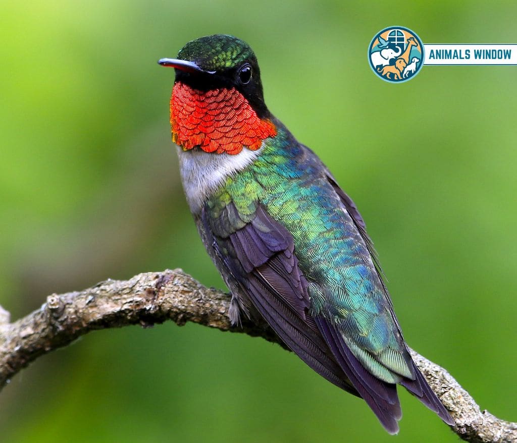 Ruby-throated Hummingbird Animal That Migrate