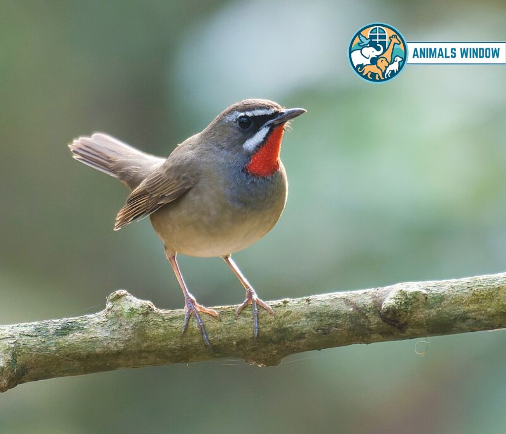 Ruby-throated Warbler Energetic Animal in the world