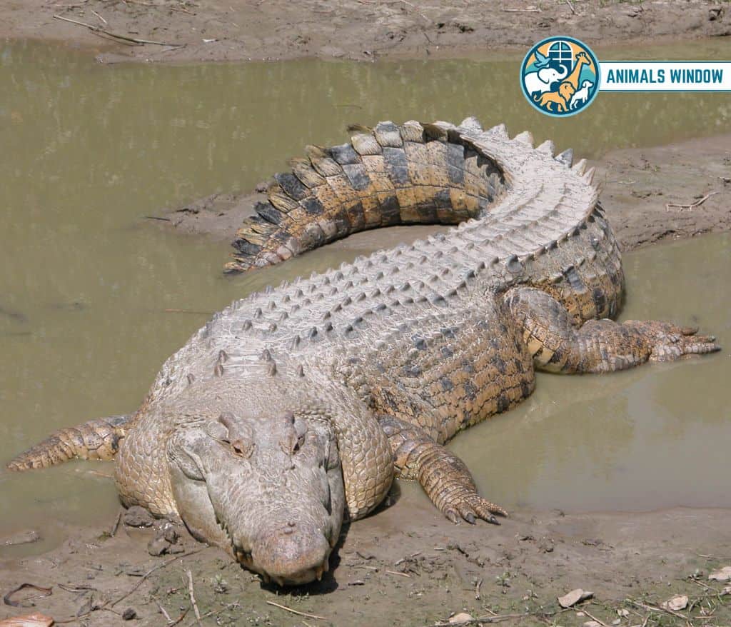 Saltwater Crocodile Heaviest Animal