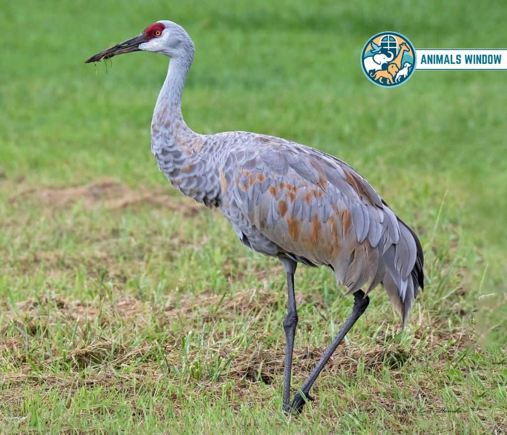 Sandhill Crane Migrating Animal