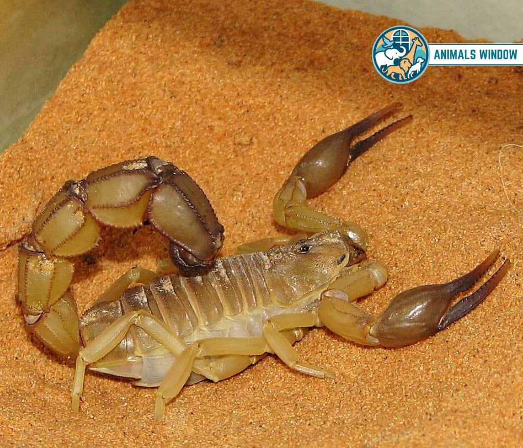 Scorpion Quiet Animal