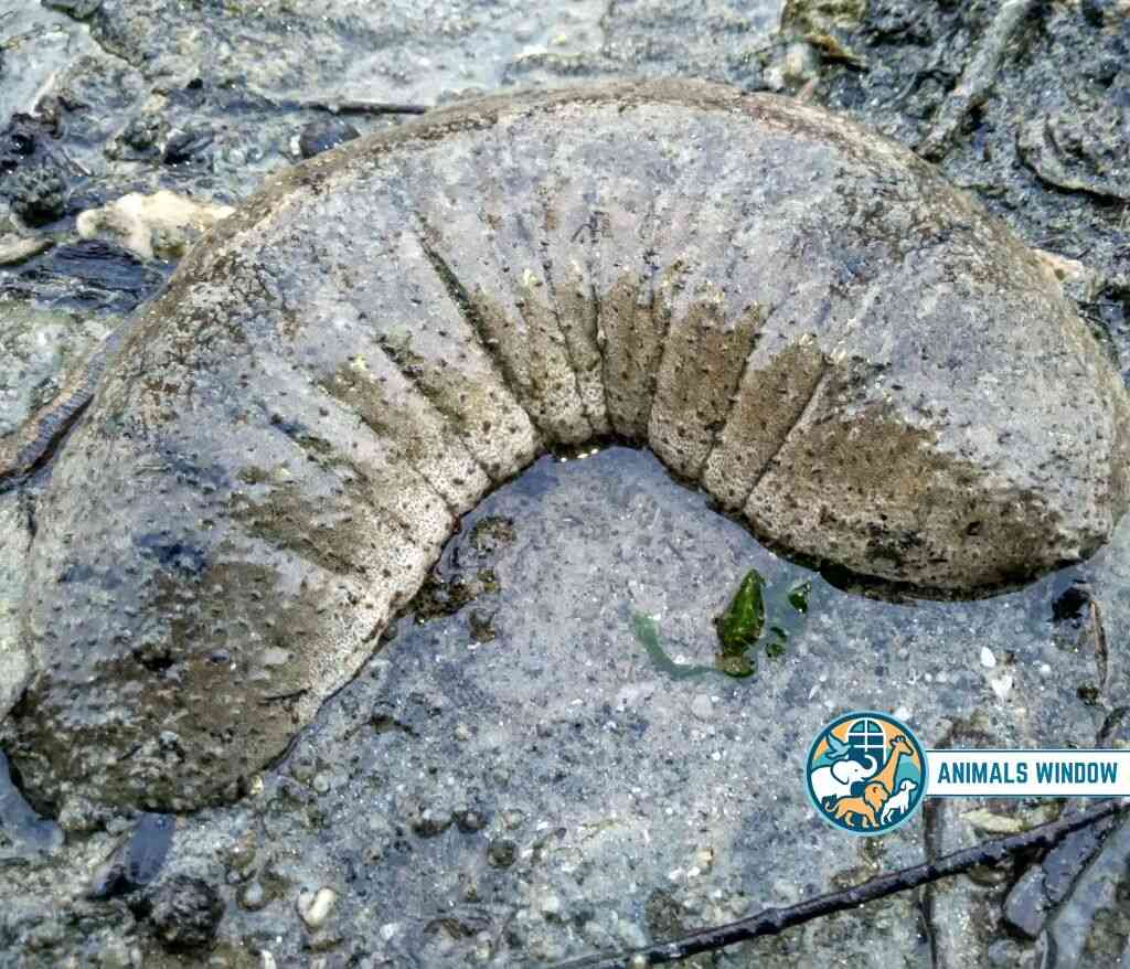 Sea Cucumber Quiet Animal