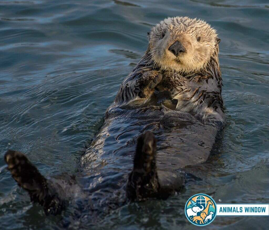 Sea Otter Energetic Animal in the world