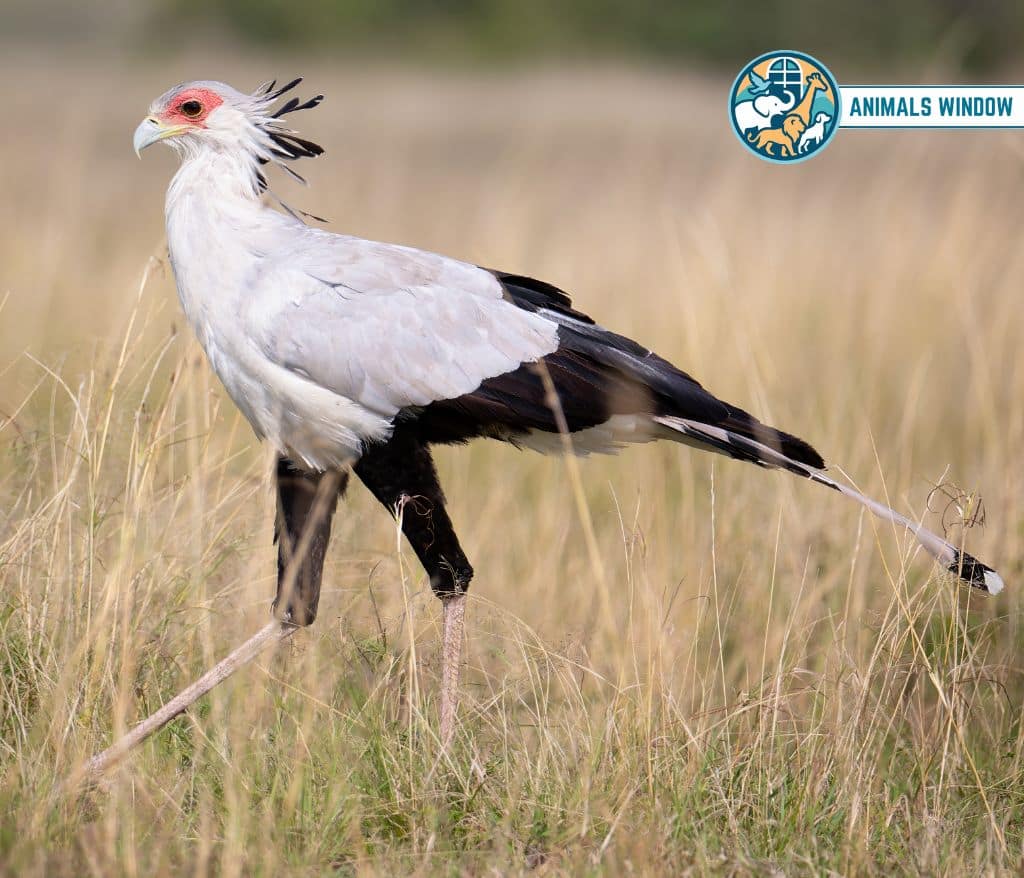 Secretary Bird Skinny Animal