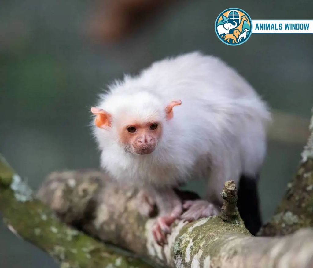 Silvery Marmoset with white fur on a tree branch - Small monkey breed.
