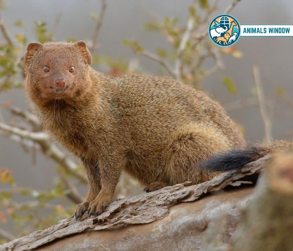 Slender Mongoose Skinny Animal