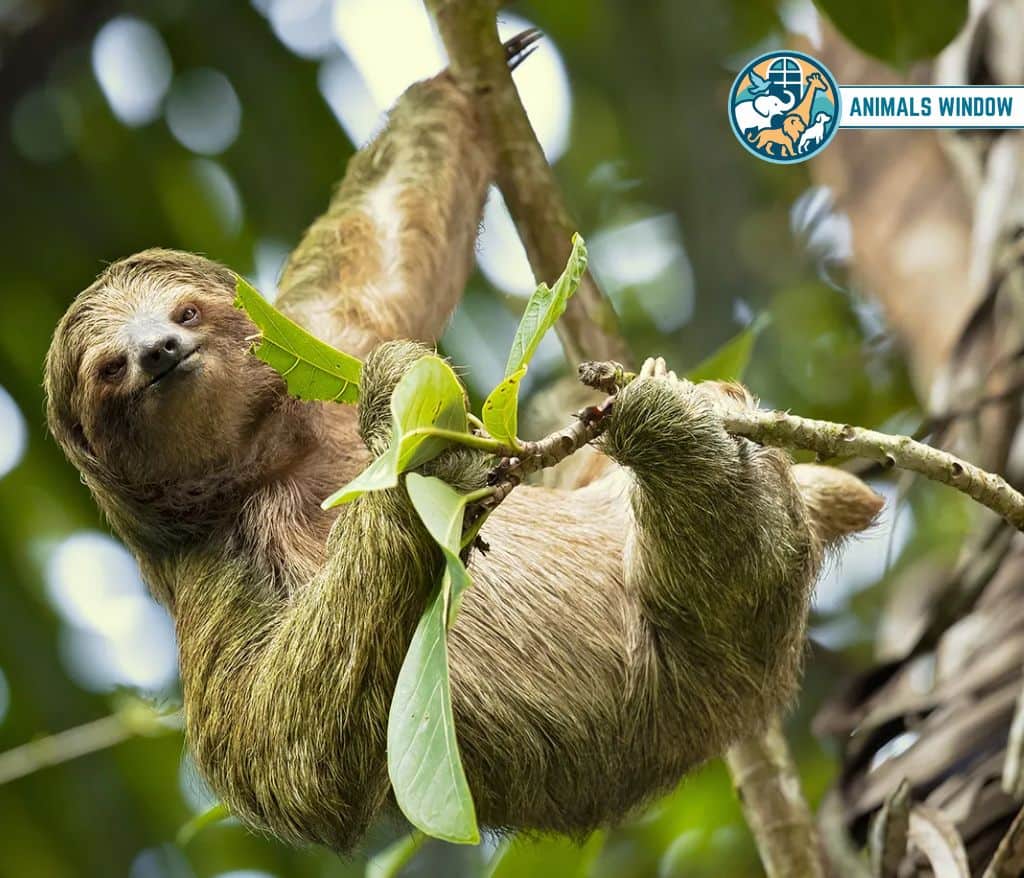 Sloth Animals Without Tails