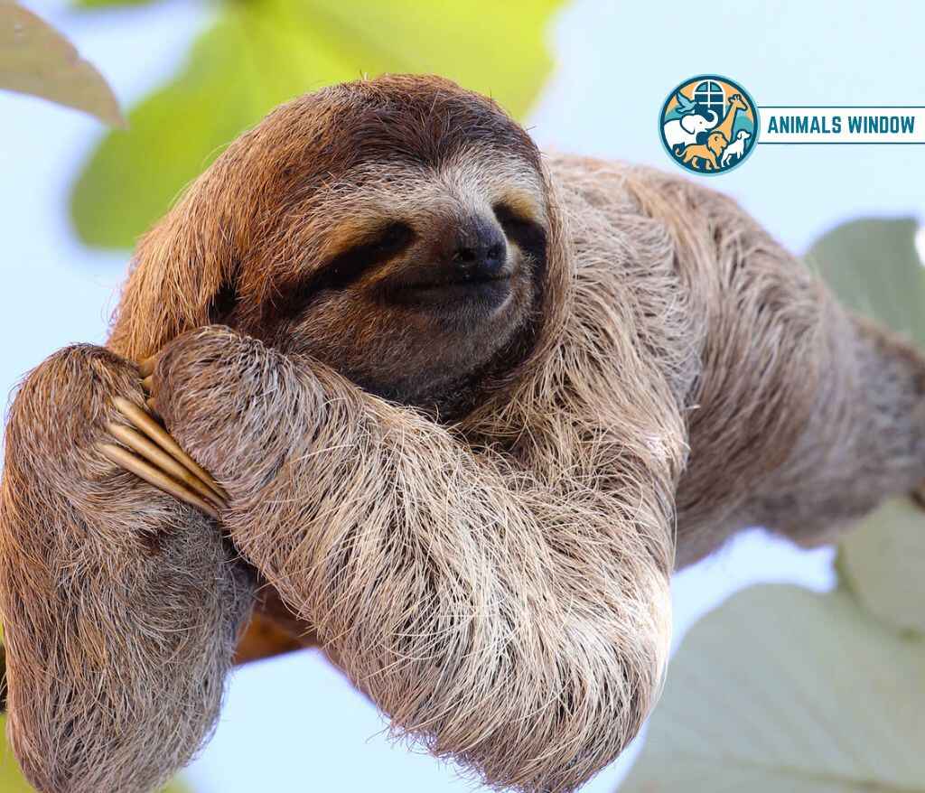 Sloth Quiet Animal