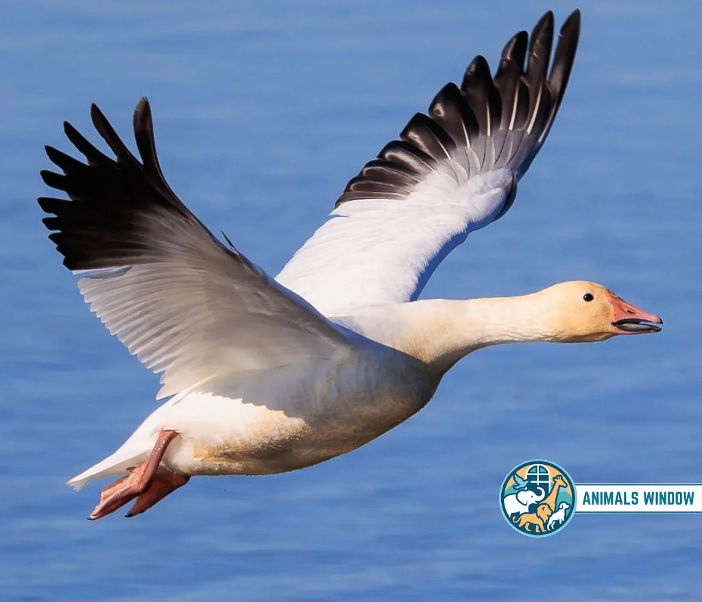 Snow Goose Animal That Migrate