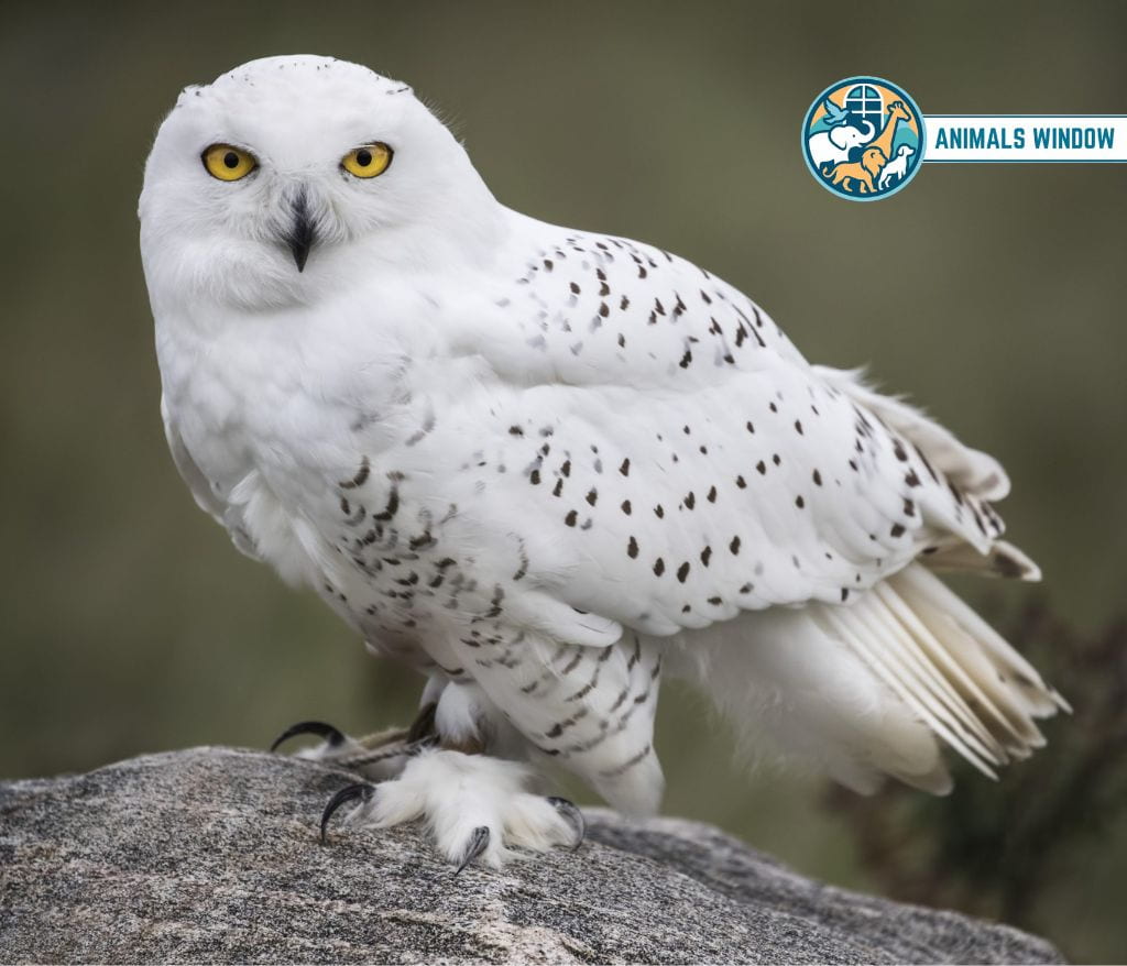 Snowy Owl Animal That Migrate