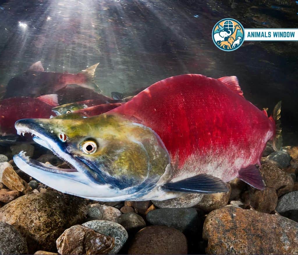 Sockeye Salmon Animal That Migrate