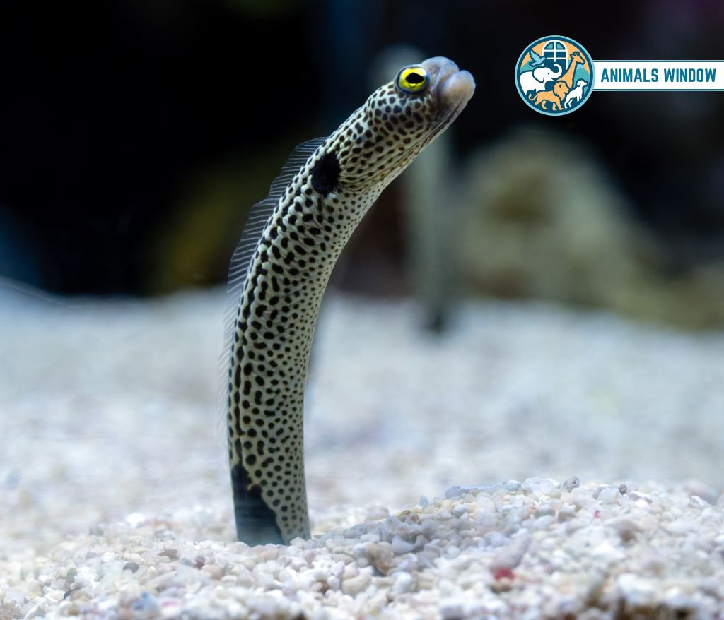 Spotted Garden Eel Skinny Animal