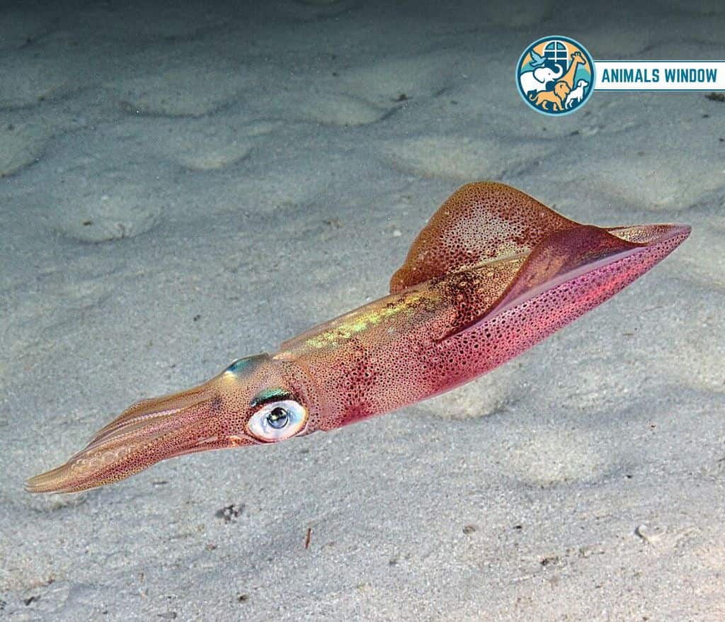 Squid tailless animal