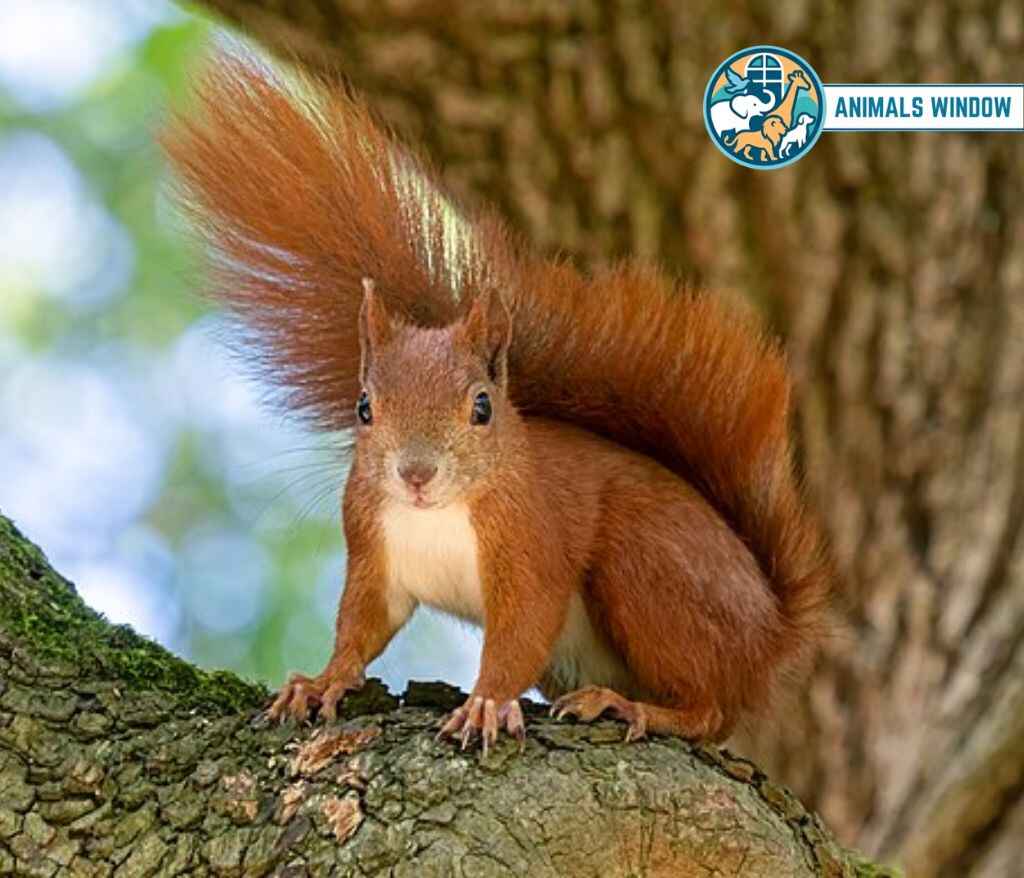 Squirrel Energetic Animal in the world