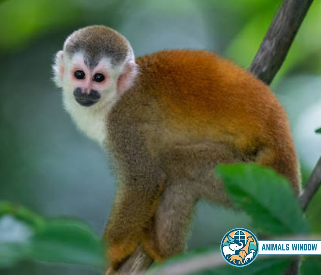Squirrel Monkey with a white face and orange back on a branch - Small monkey breed.