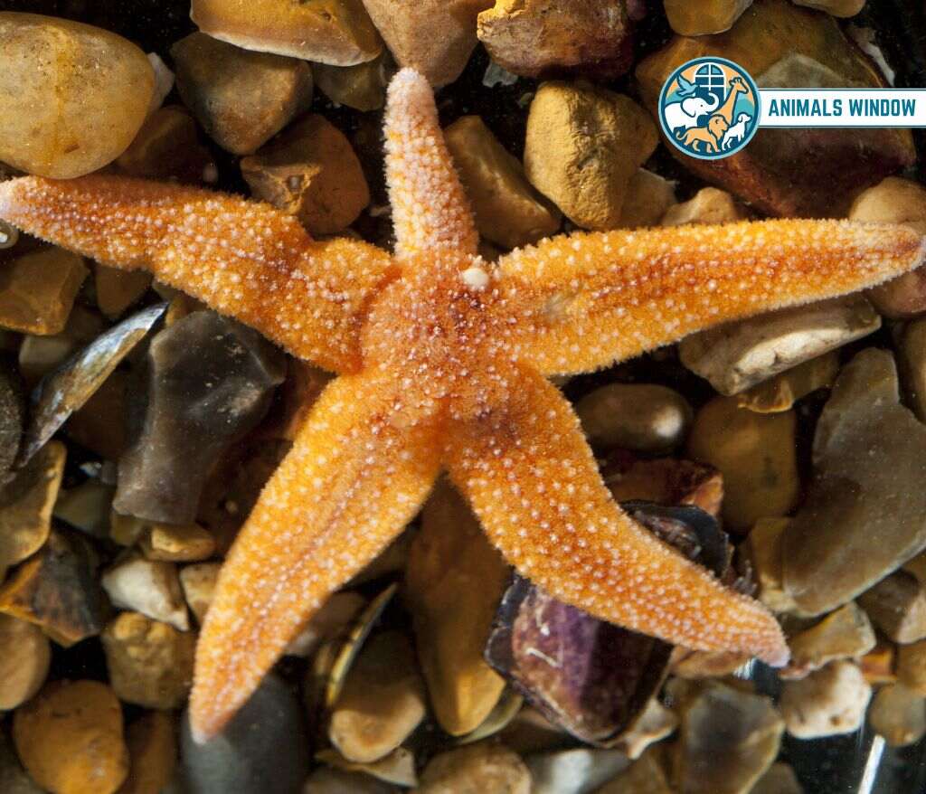 Starfish Quiet Animal